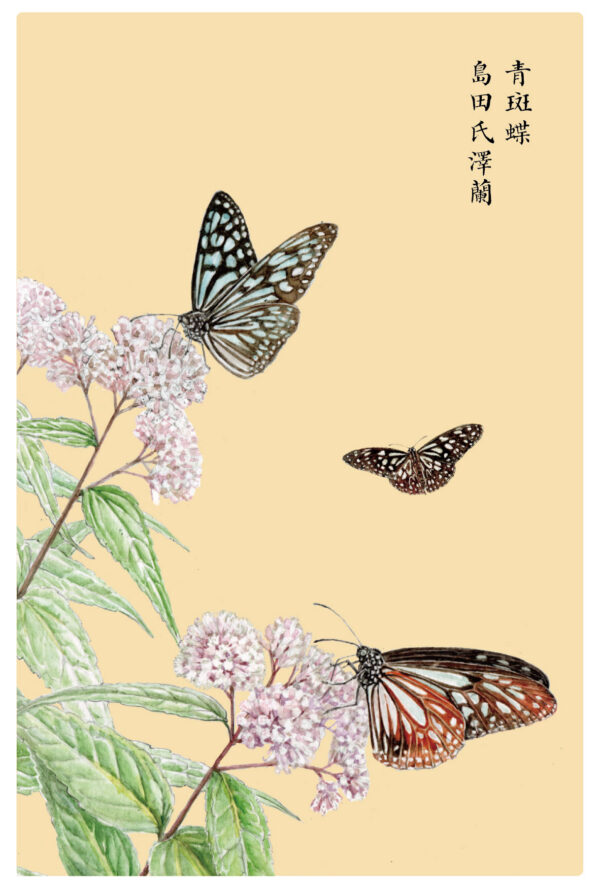 島田式澤蘭和青斑蝶 明信片