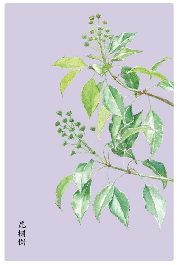 昆欄樹 明信片