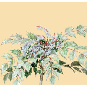 竹子山十大功勞 明信片
