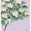 紅星杜鵑 明信片