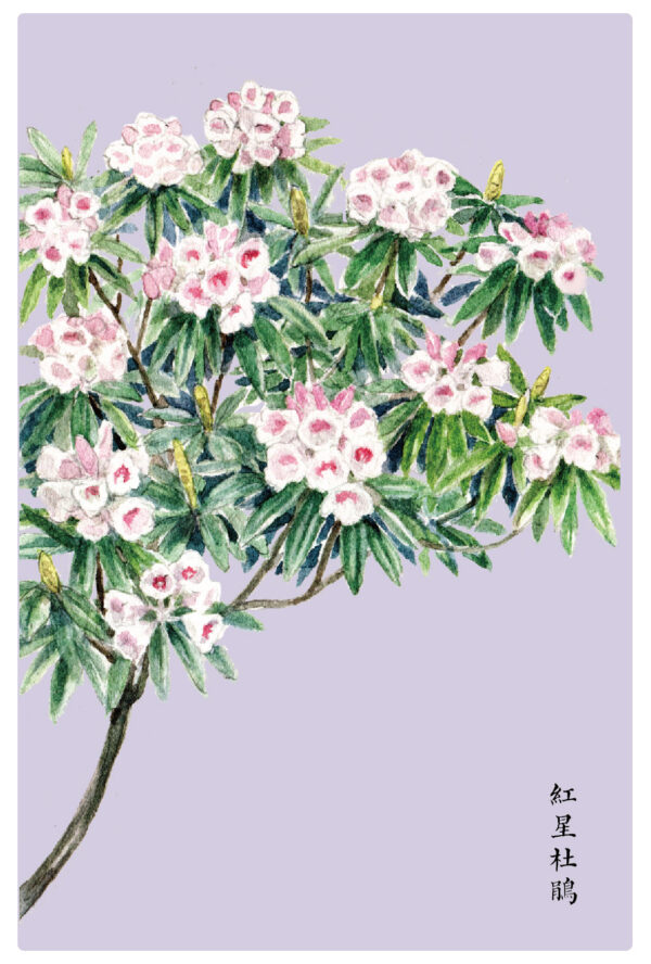 紅星杜鵑 明信片